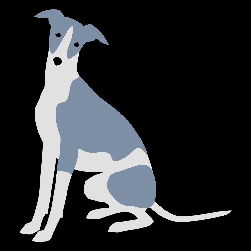 Whippet