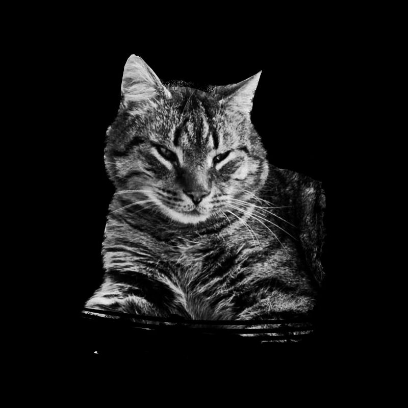 katze krone