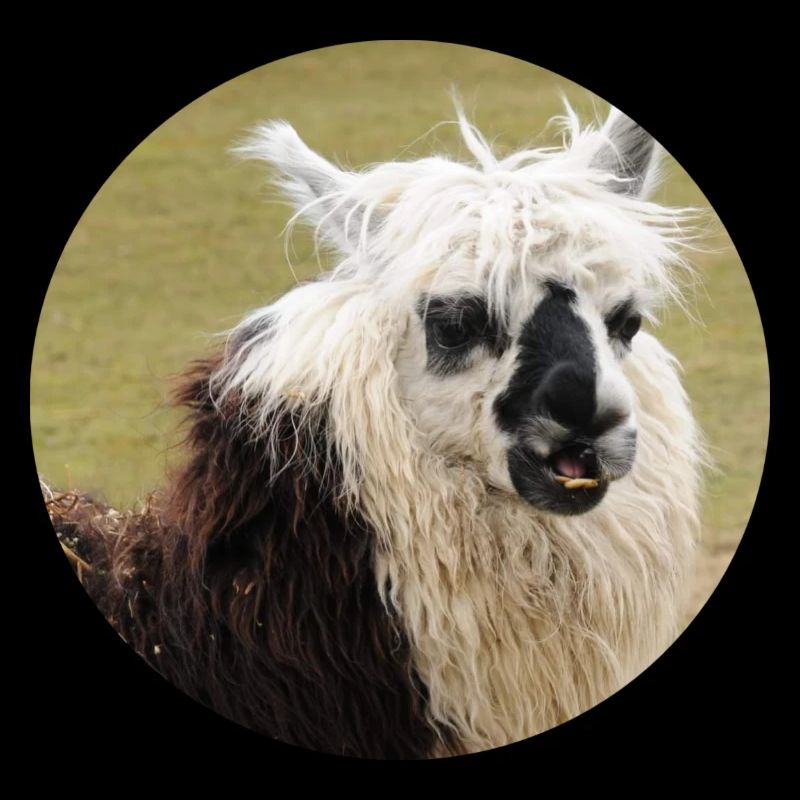 Ein geflecktes Lama