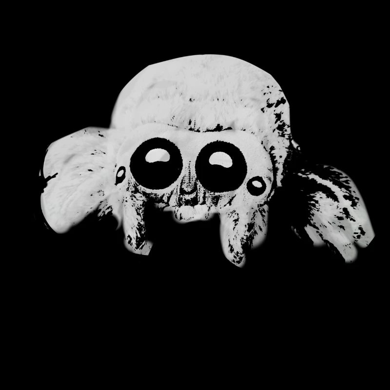 Spider, tarantula illustration, gray