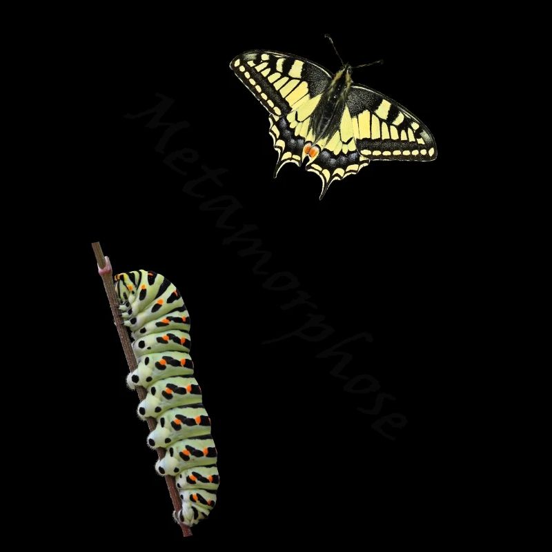 Machaon à la chenille, métamorphose