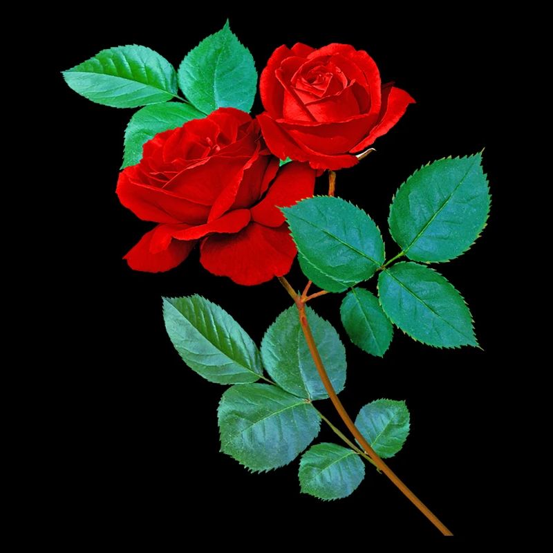 Rote Rosen