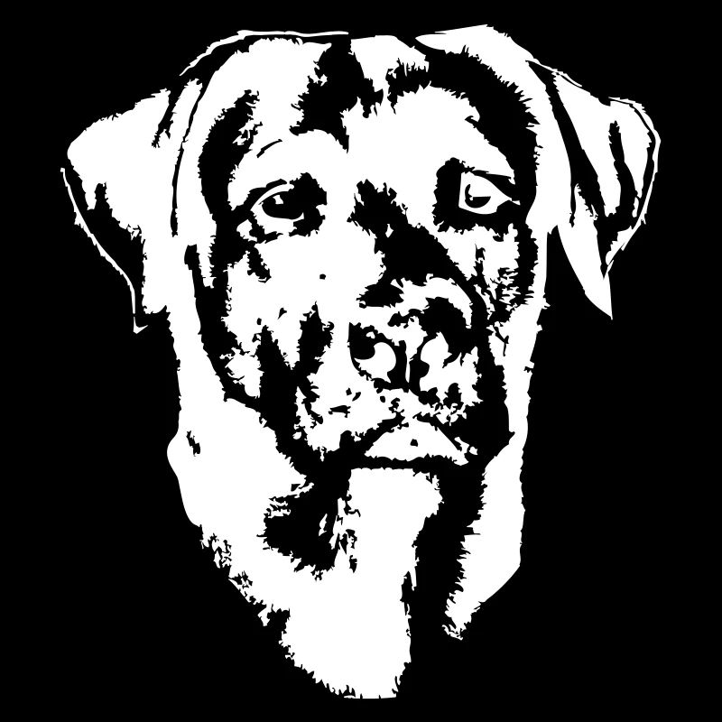 Labrador01