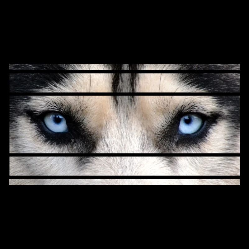 Husky Augen