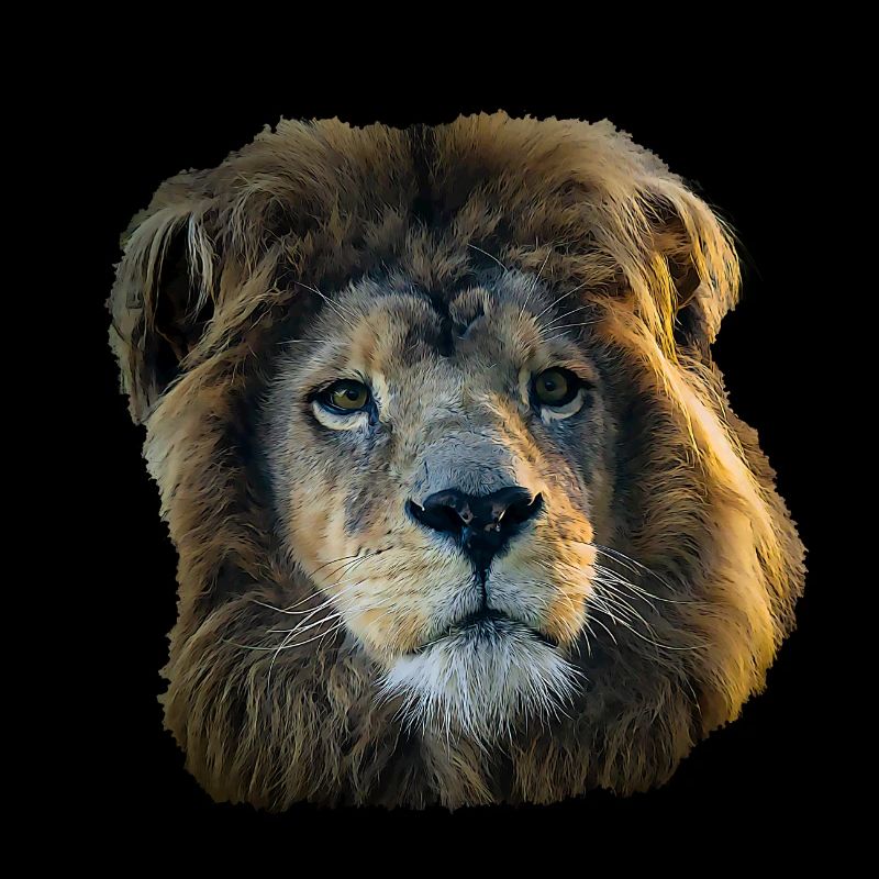 Strong like a Lion