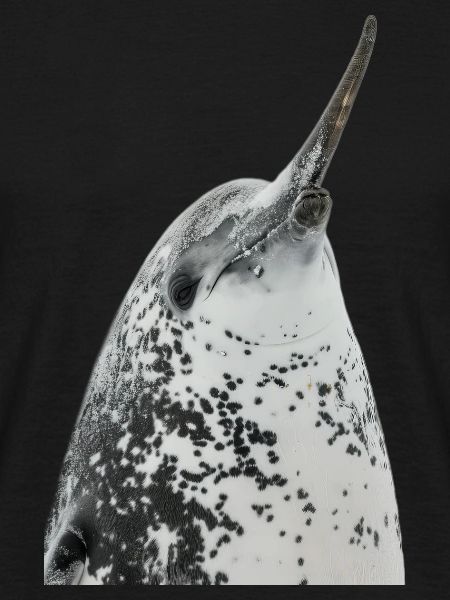 Narwhal