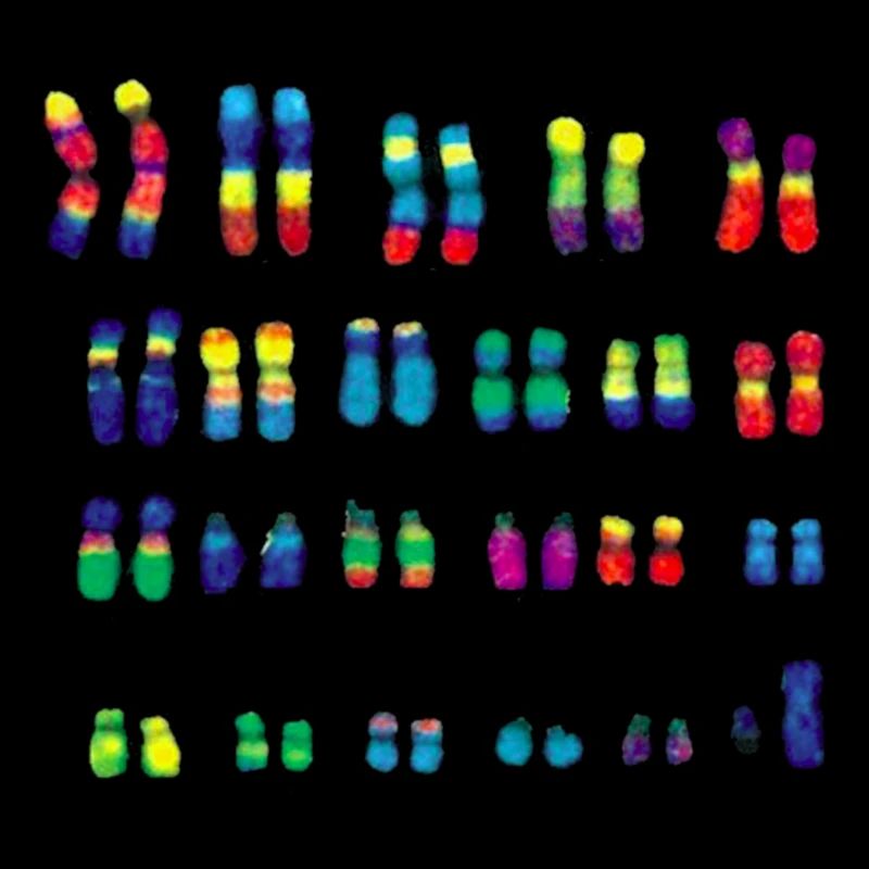 Chromosom