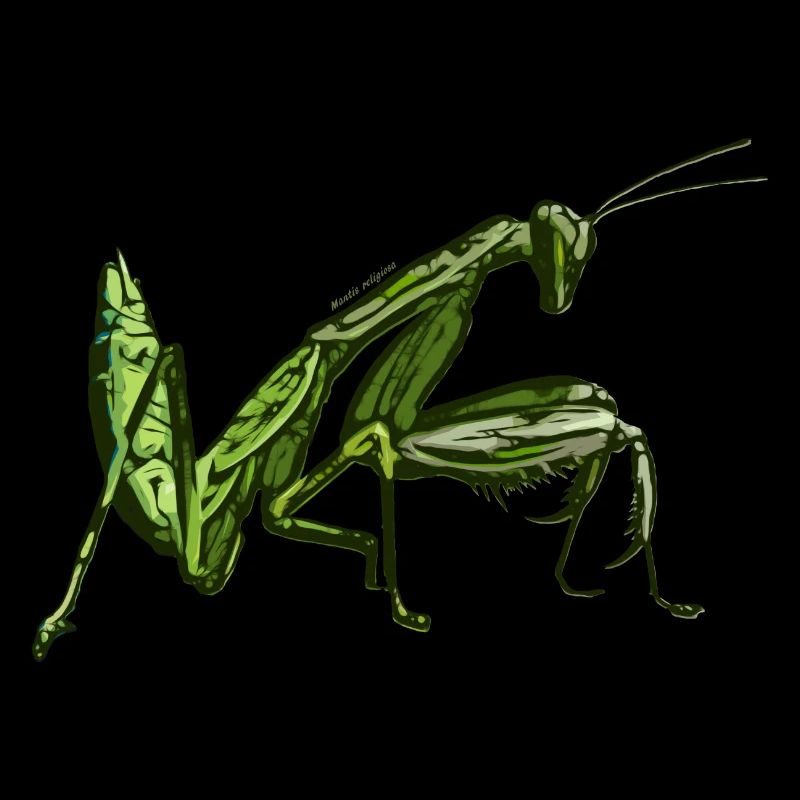 Mantis religiosa - Love for insects