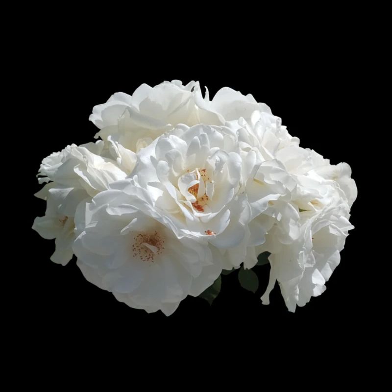 White rose bush