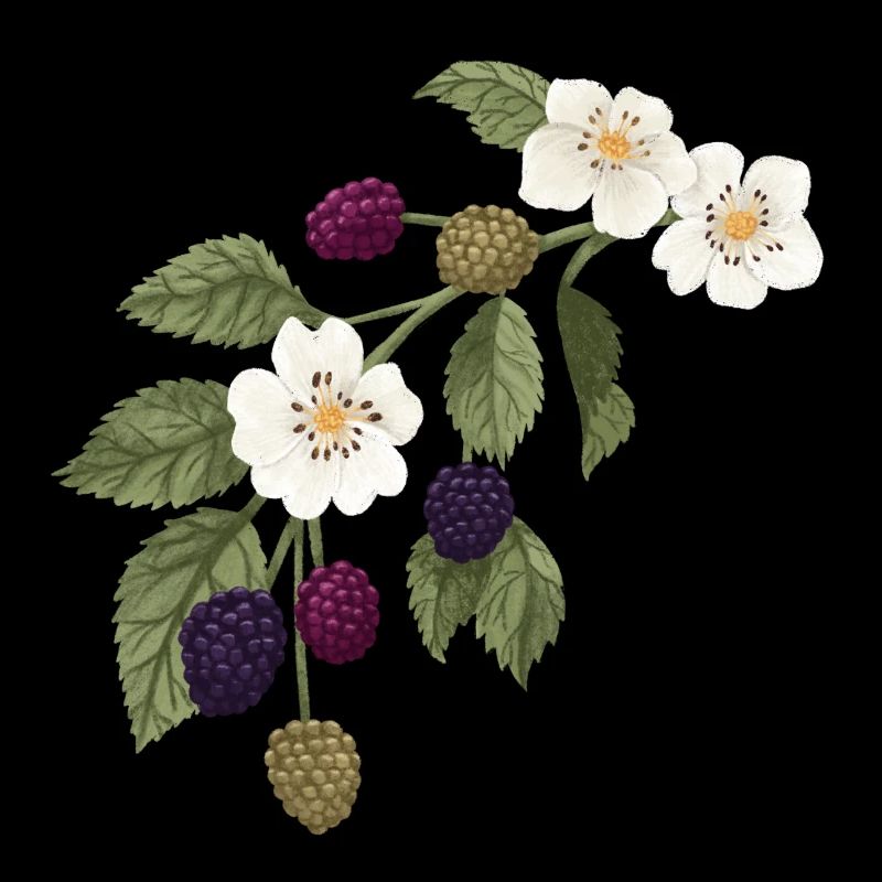 Fleur de mûre