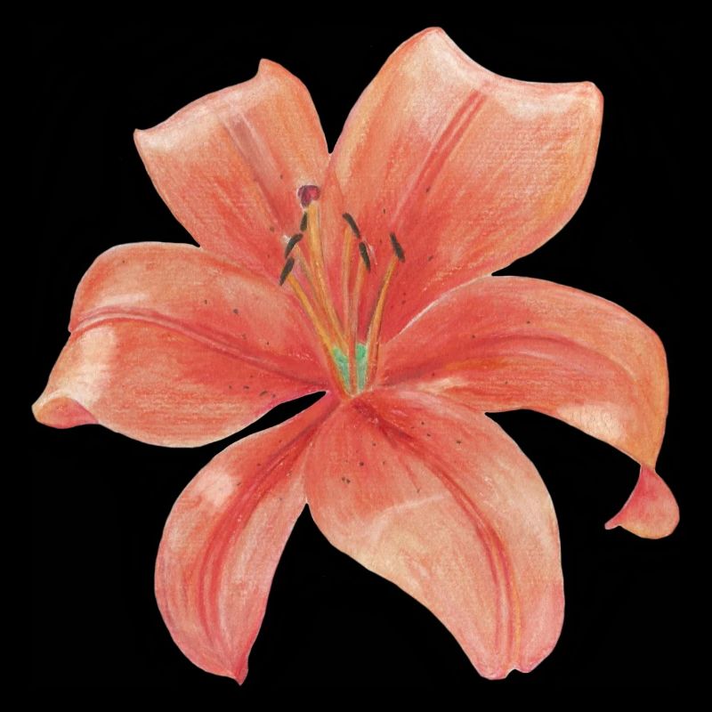 lily