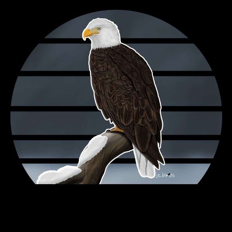 Bald eagle bird illustration