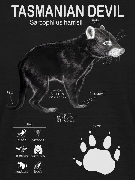 Tasmanian Devil