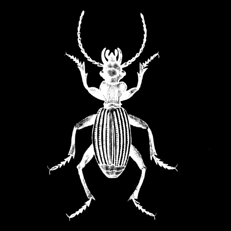 Beetle