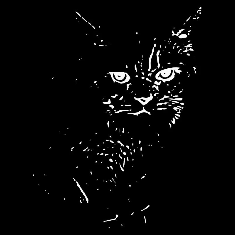 British Shorthair Chat Blanc Chat Chat Blanc Chaton