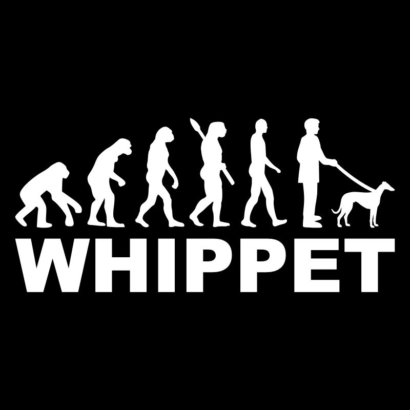 Whippet
