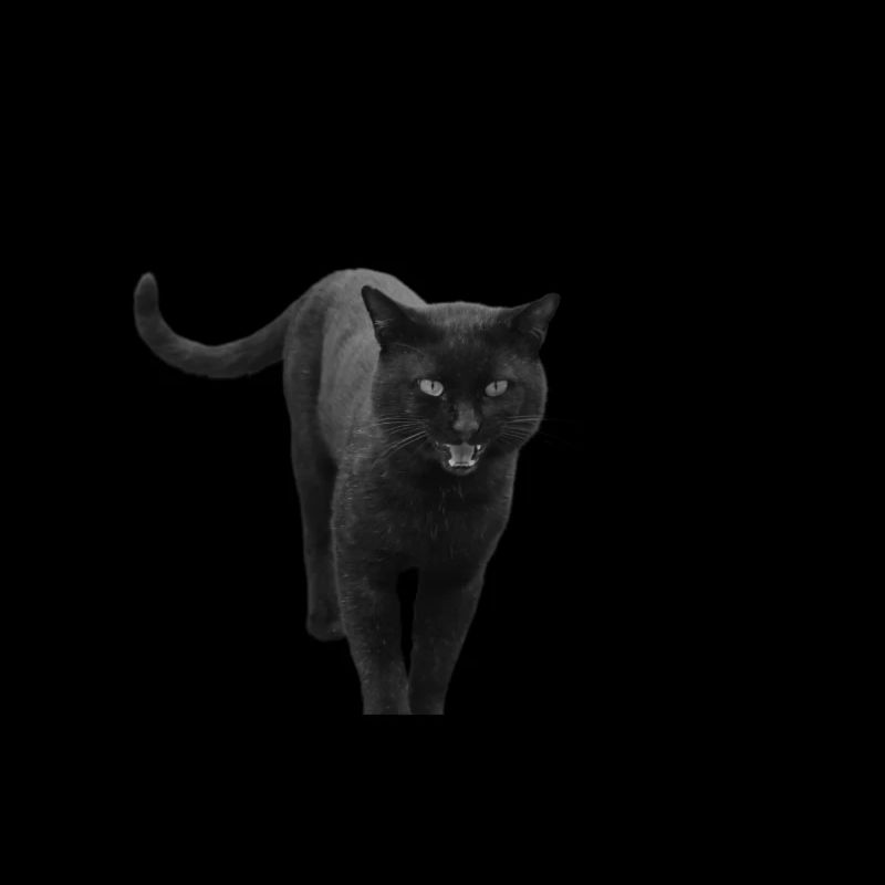 black cat kitten cat