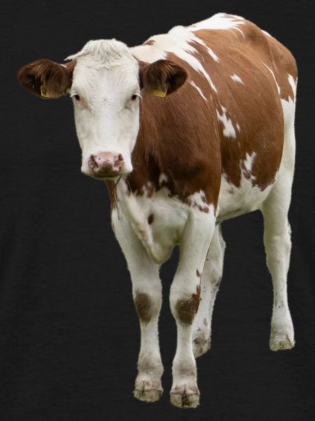 Cow