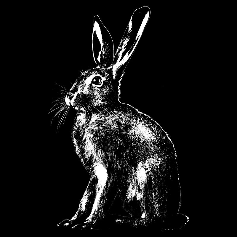 Feldhase / Hase / Rabbit / / Osterhase