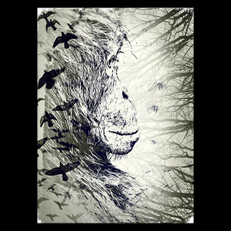 Orangutan