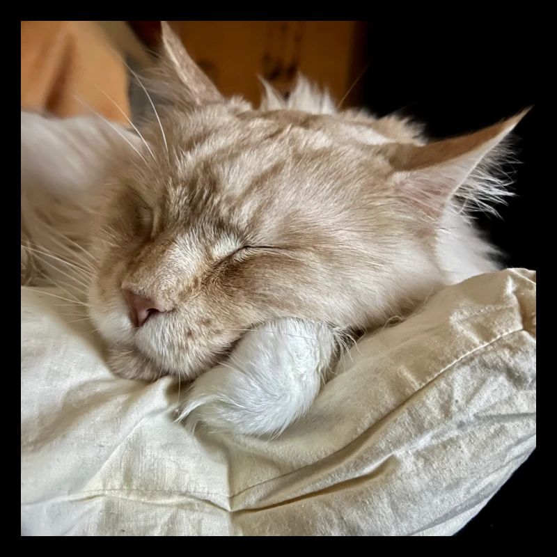 Mainecoon sleeping
