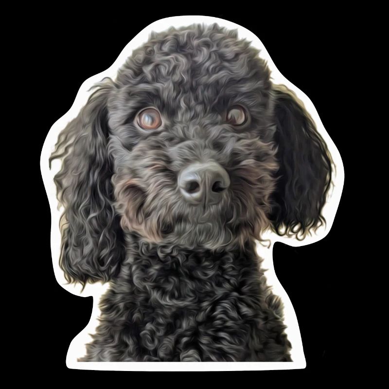 Dwarf Poodle Black, Small Poodle, Portrait, Head