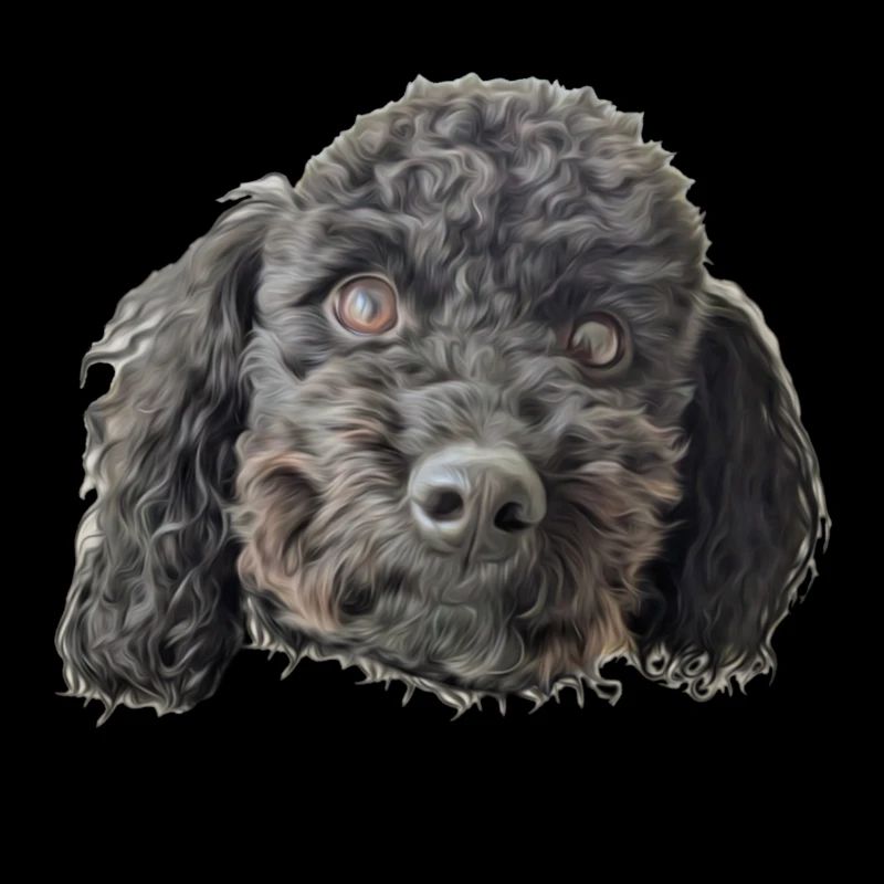black poodle head isolated