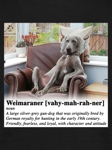 Weimaraner with Attitude