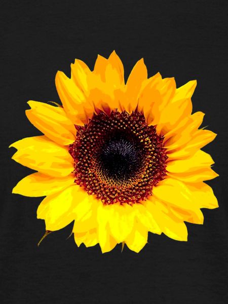 Sunflower / Sun Flower