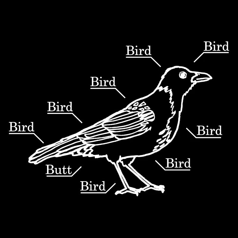 Bird according to physicist