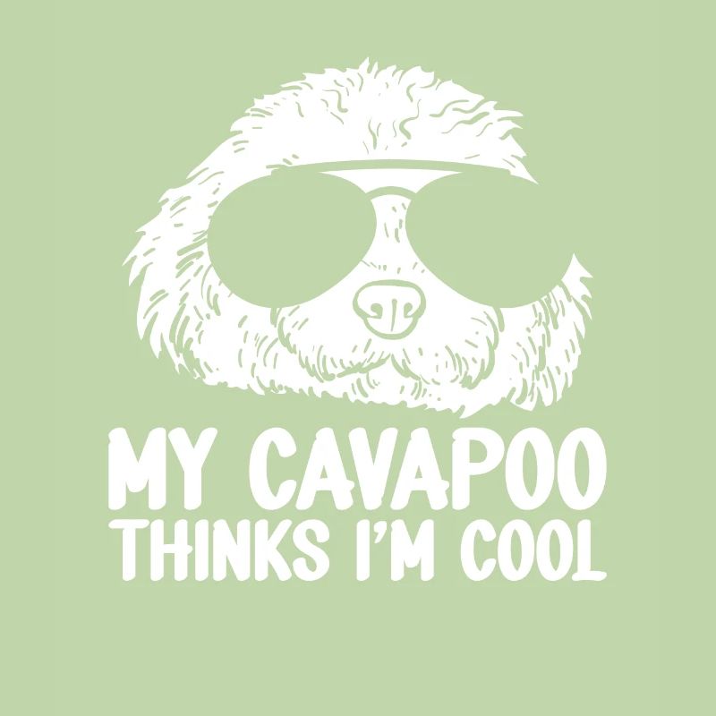 Cavapoo Cavoodle Capoodle Hund