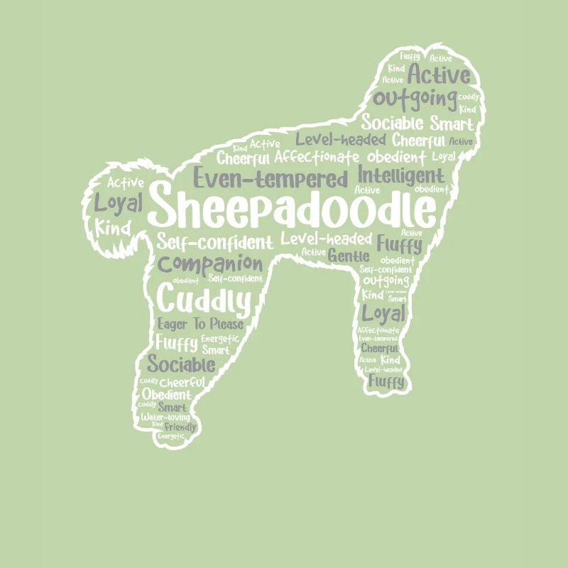 Sheepadoodle Doodle Hund