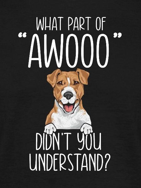 Jack Russell Terrier