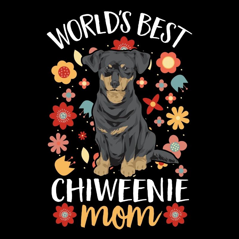 Chiweenie Dog