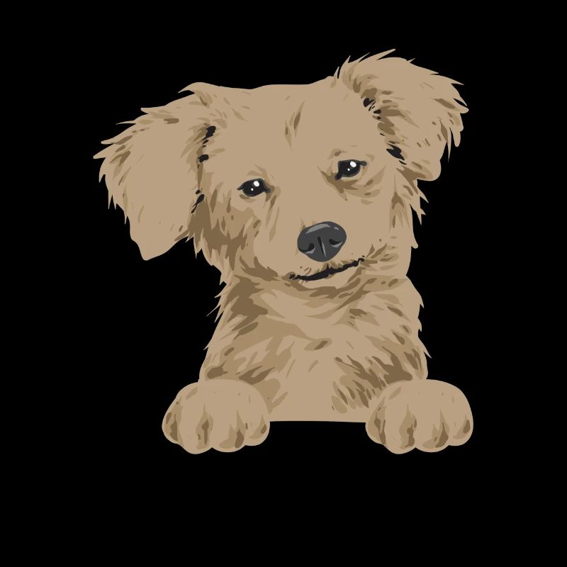 Chiweenie Dog
