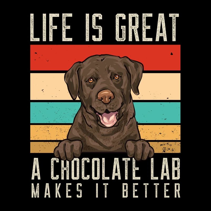 Chien Labrador Retriever chocolat