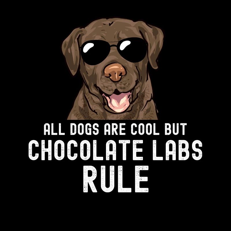 Chien Labrador Retriever chocolat