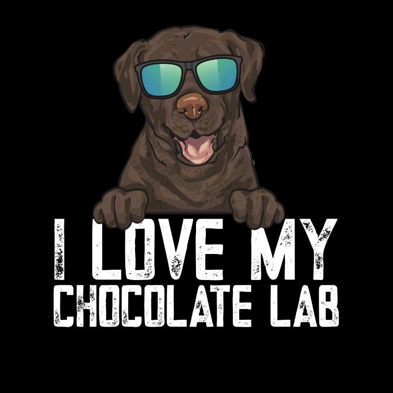 Chien Labrador Retriever chocolat