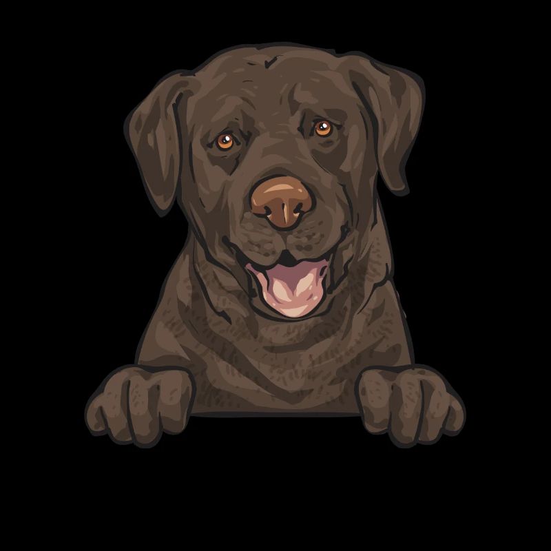 Chien Labrador Retriever chocolat