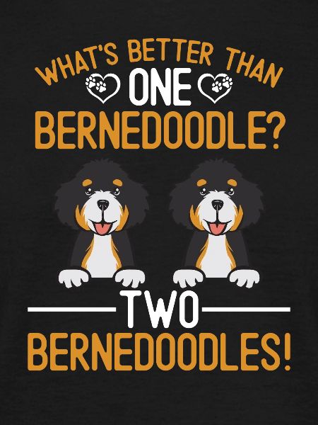 Bernedoodle Dog