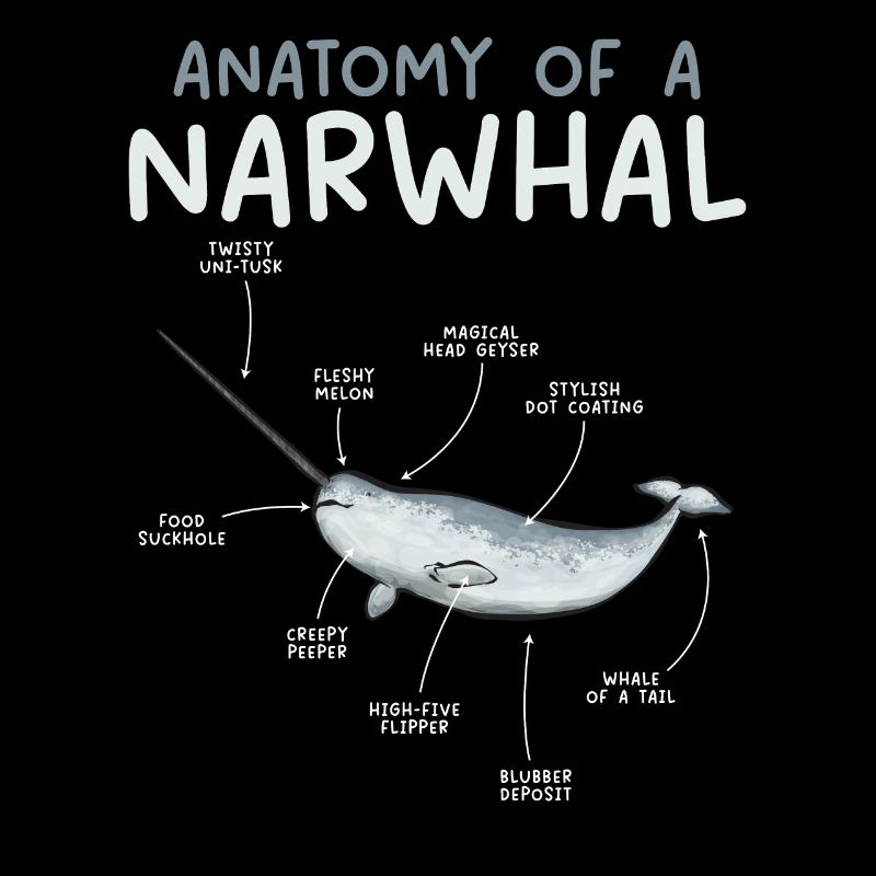 Narval Licorne Baleine