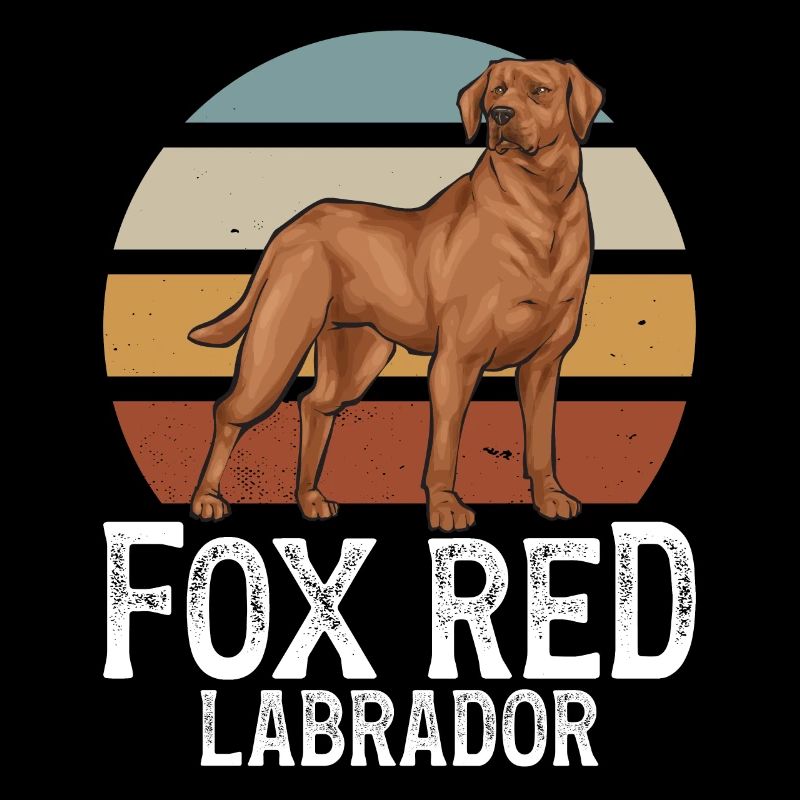 Fuchsroter Labrador Retriever Fox Red Labrador