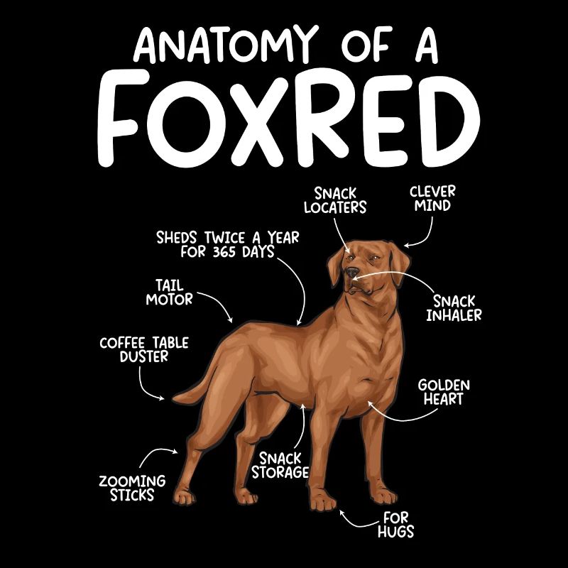 Fuchsroter Labrador Retriever Fox Red Labrador