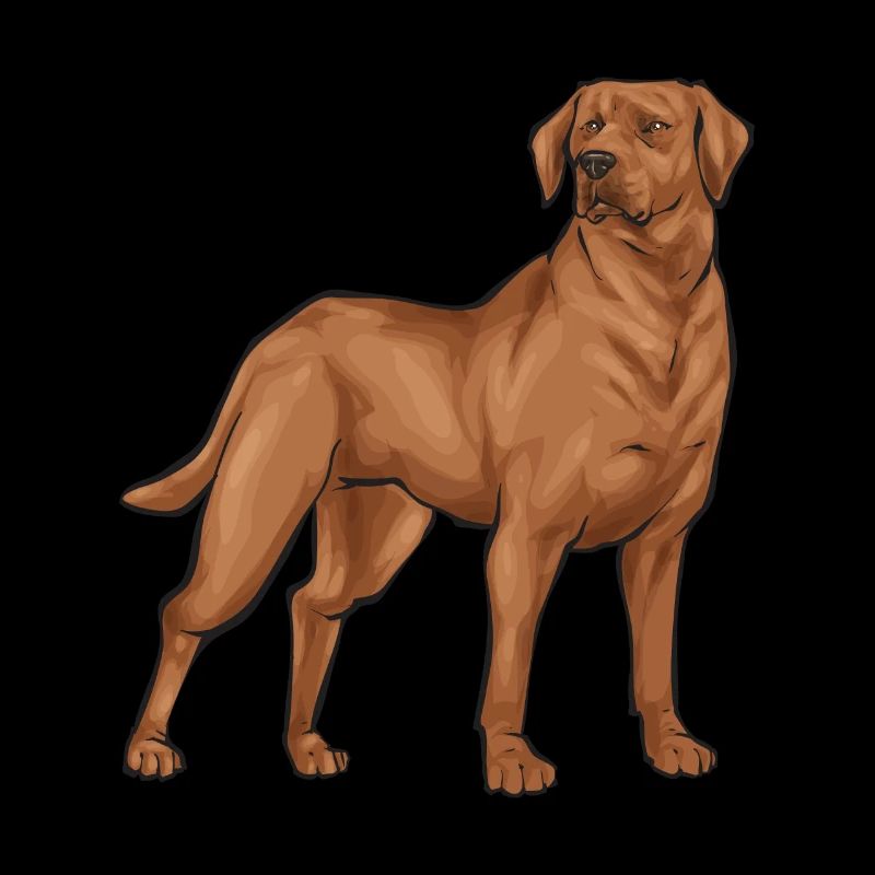 Fuchsroter Labrador Retriever Fox Red Labrador