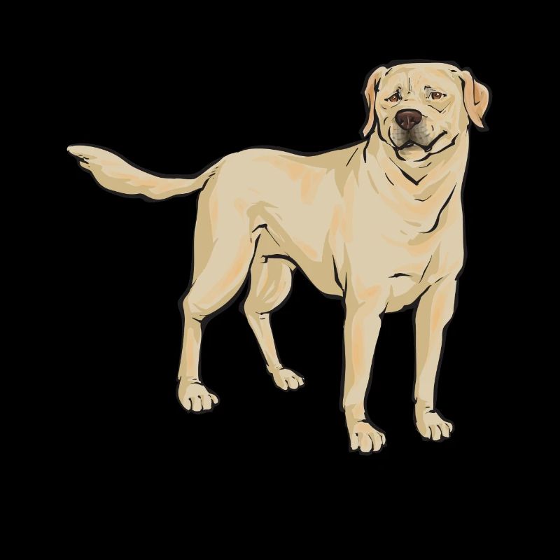 Yellow Labrador Retriever