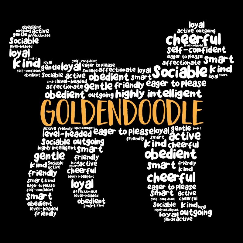 Goldendoodle Doodle Chien