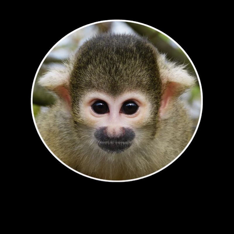 monkey