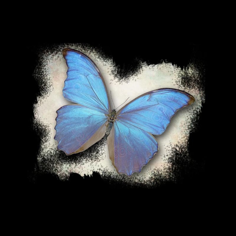 Papillon - Papillon
