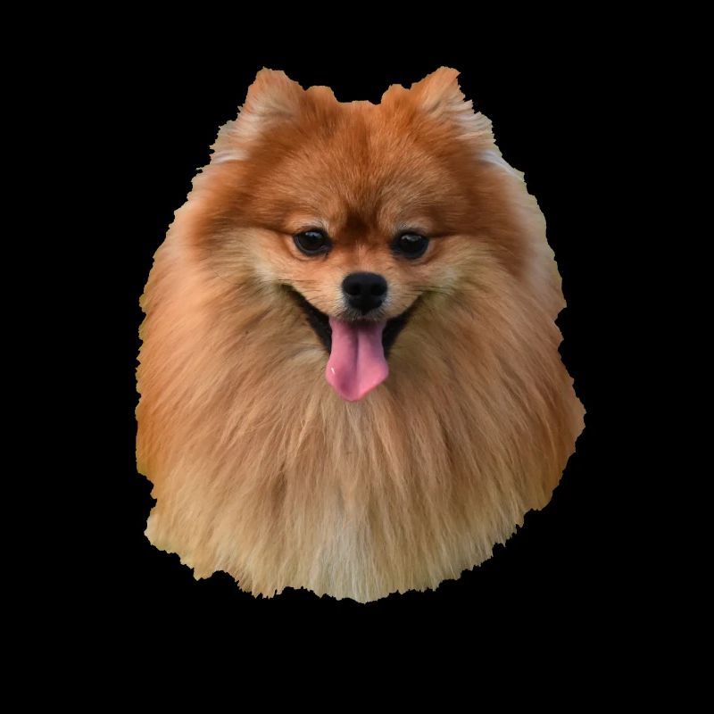 Spitz / Poméranie