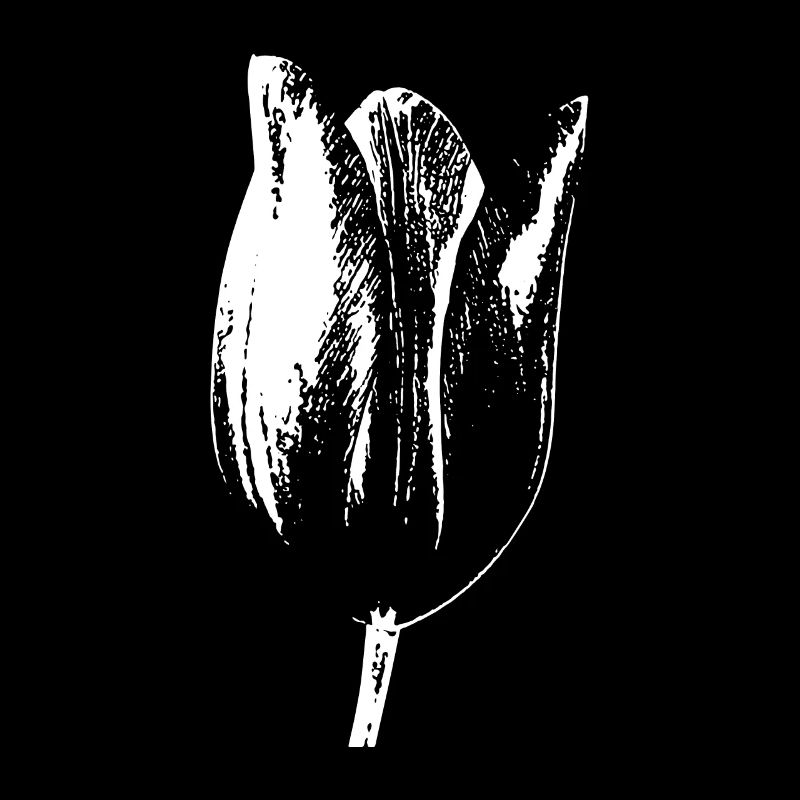 Tulipes Single